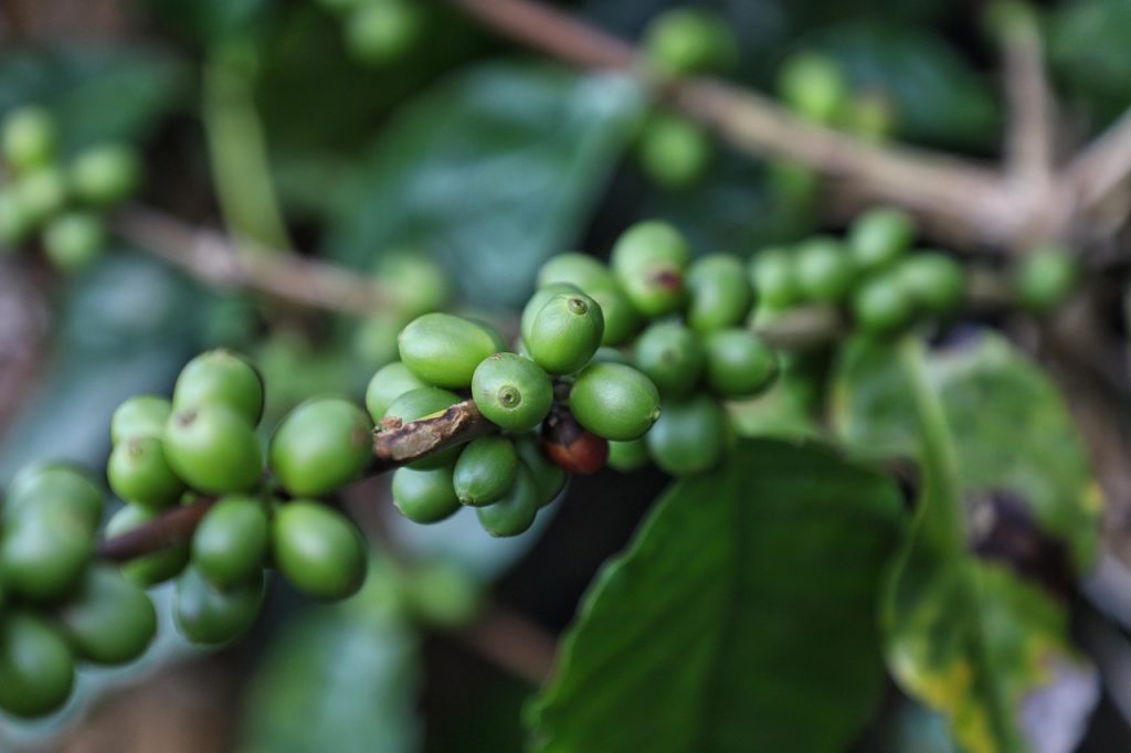 Is green coffee better than coffee?